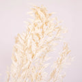 Bleached Dried Italian Ruscus Greenery Up Close