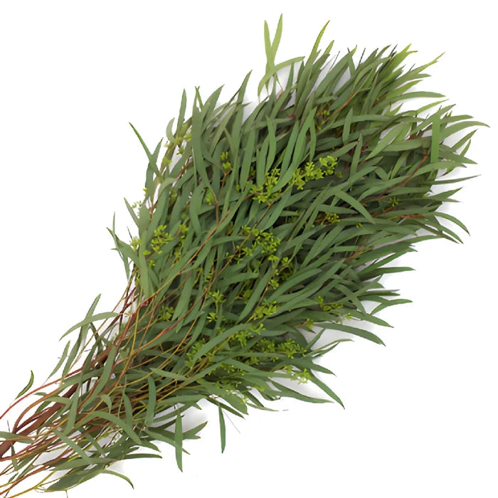 Willow Seeded Eucalyptus Wholesale Greenery In a Bunch