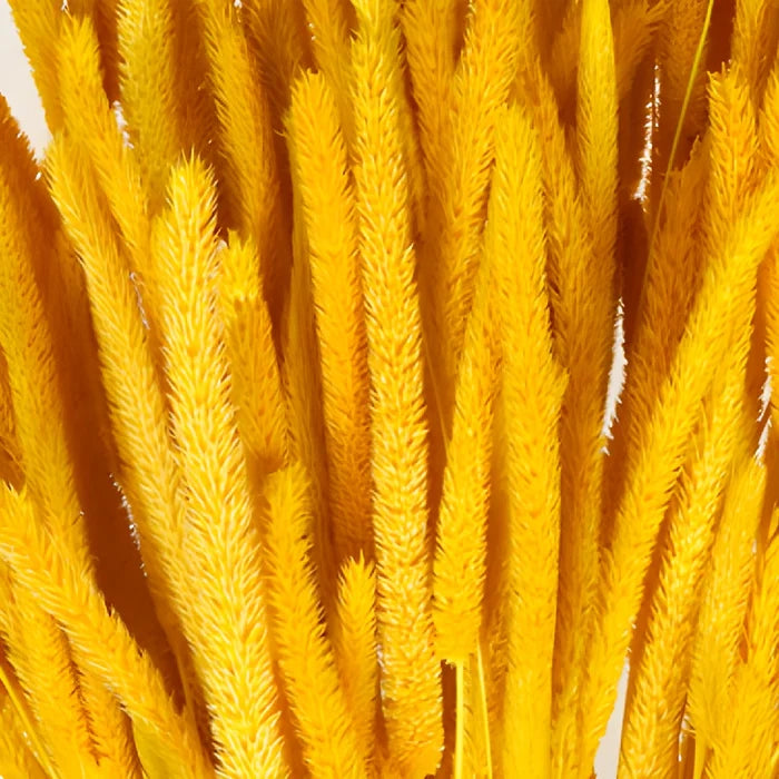 Yellow Dried Timothy Grass