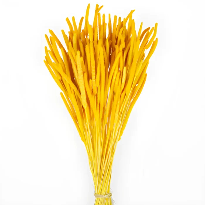 Yellow Dried Timothy Grass