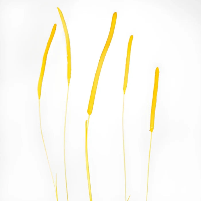 Yellow Dried Timothy Grass